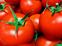 tomato